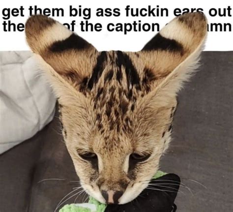 Get Them Bigass Ears Out Of The Caption Know Your Meme