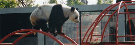 Chapultepec Zoo Archives - GiantPandaGlobal.com