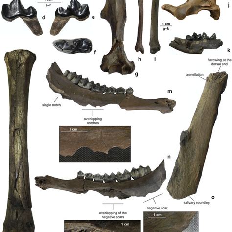 aec, Hippopotamus antiquus, left dp2, MAR-1-939/676-6; a, labial; b,... | Download Scientific ...