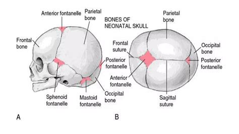 Fetal Skull And Maternal Pelvis Ppt