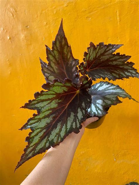 Begonia Helen Teupel Furniture Home Living Gardening Plants