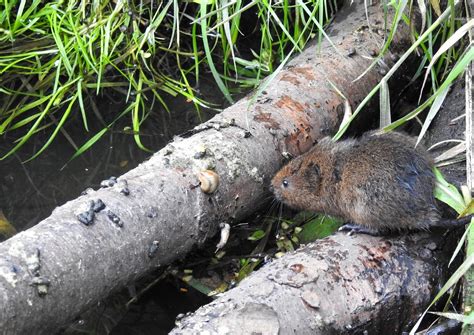 About a Brook: First Baby Vole of the Year