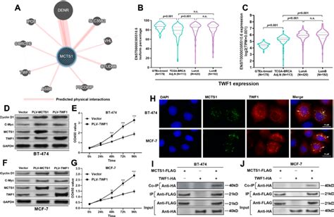 MCTS1 Directly Bound With TWF1 In Luminal A B Breast Cancer Cells A