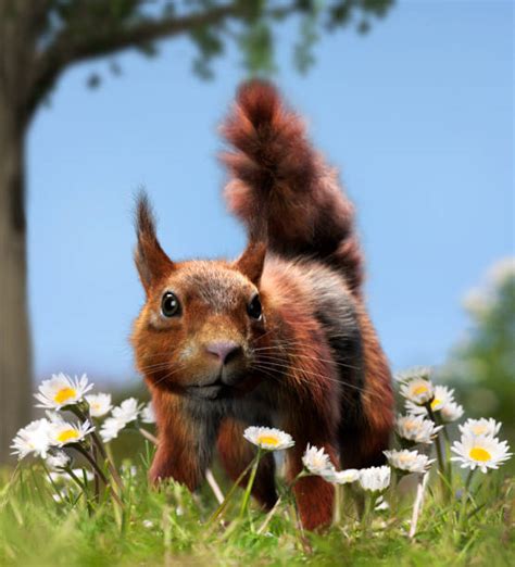 Irish Red Squirrel Stock Photos, Pictures & Royalty-Free Images - iStock