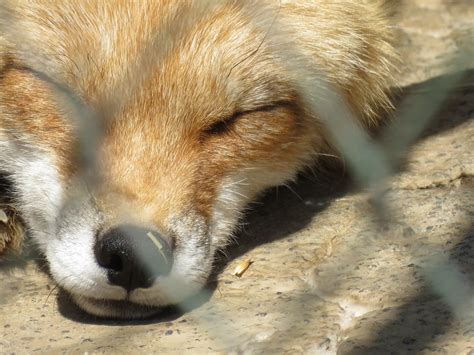 Red Fox Zoochat