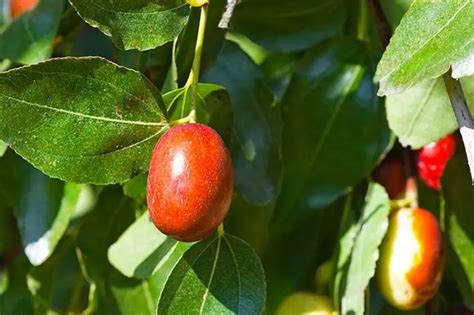 Giuggiola Fiore Un Frutto Delizioso E Nutriente Fioreria L Orchidea