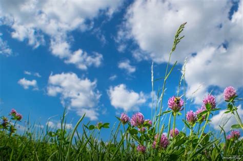 Sunlight Nature Grass Sky Field Green Blossom Cloud Flower