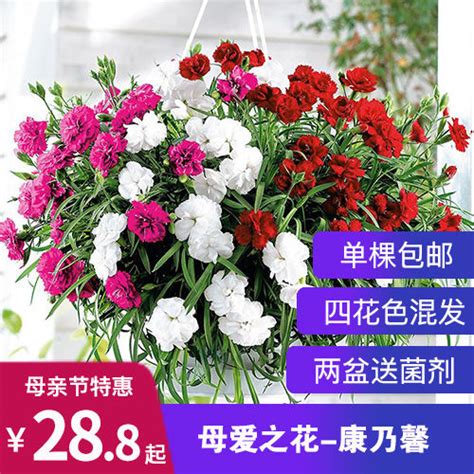 康乃馨盆栽带花苞石竹花苗室内阳台庭院绿植好养四季开花 花花优选