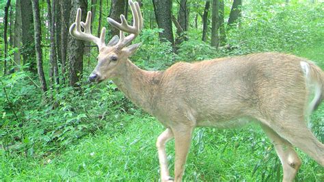 Pa Deer Hunting Forecast From One Expert Is For Exceptional Seasons