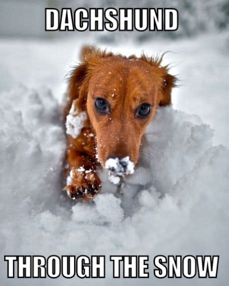 55+ Dachshund Through The Snow Meme - l2sanpiero