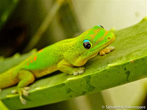 Gold Dust Day Gecko 18 By Kitty974 On Deviantart