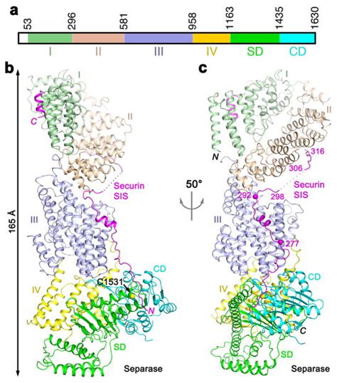 Molecular Mechanism For The Regulation Of Yeast Separase By Securin