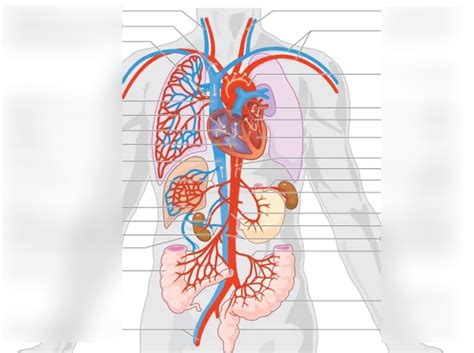 Diagram Paar Bloedvaten Quizlet