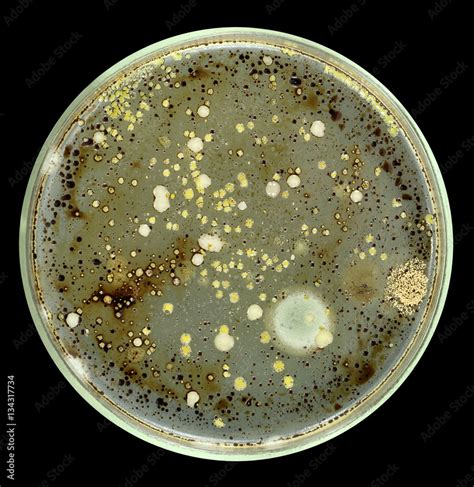 Colonies Of Bacteria And Fungi On A Petri Dish Agar Plate Isolated On