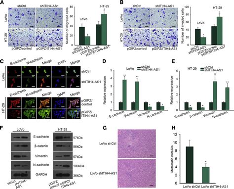 Itih4 As1 Contributed To Crc Cell Migration Invasion And Emt In Vitro