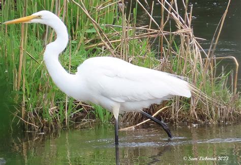 Great Egret Grand Aigrette Ardea Alba Sharpenai S Flickr