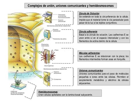 Ciencias biológicas UNIONES CELULARES CARAS LATERALES