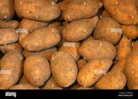 Potato Solanum Tuberosum Stock Photo Alamy