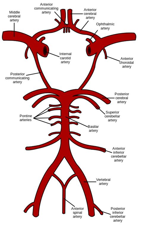 Middle Cerebral Artery Wikipedia Brain Anatomy Human Anatomy And