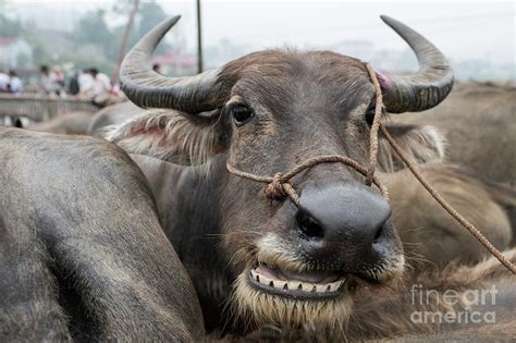 Asian Water Buffalo At Bac Ha Market Photograph By Tony Camachoscience