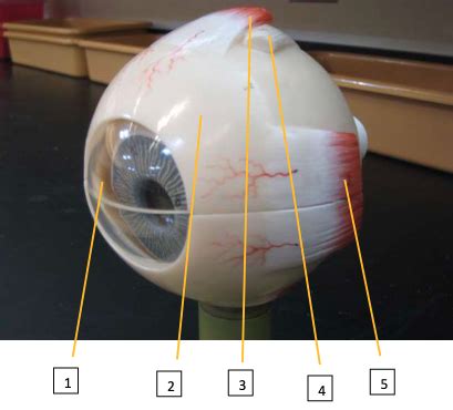 BIOL 218 Anatomy LAB EXAM 3 Special Senses Flashcards Quizlet