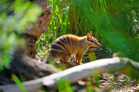 10 Fascinating Facts About Numbats - A-Z Animals