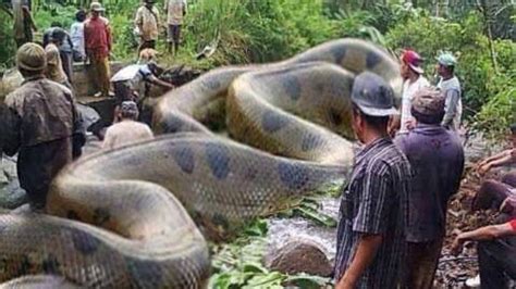 Snakes Anaconda Attacks World Biggest Snake Big Animals Giant Snake