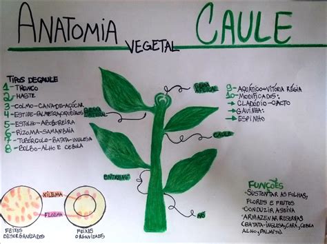 Mapas Mentais Sobre CAULE Study Maps