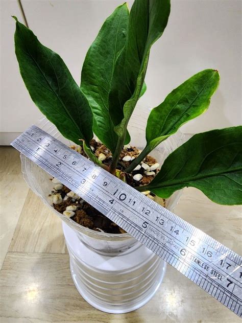 Anthurium Plowmanii AKA Wave Of Love Furniture Home Living