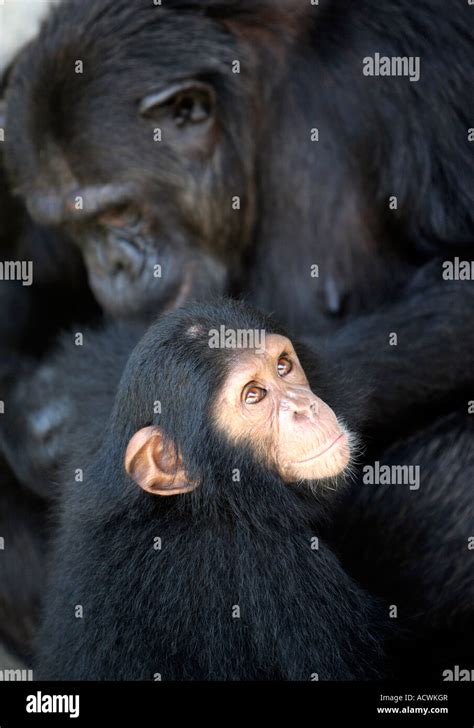 Young Chimp and mother Stock Photo - Alamy