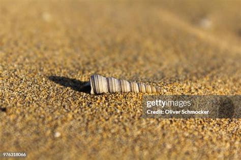 285 Bibione Beach Stock Photos, High-Res Pictures, and Images - Getty Images