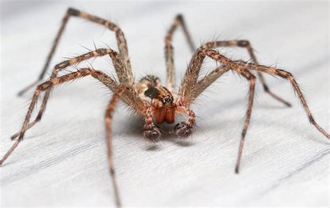 What Attracts Spiders Into Homes In Boise