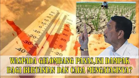 WASPADA GELOMBANG PANAS INI DAMPAK BAGI BERTANIAN DAN CARA