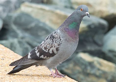 Rock Dove Bird Kabutar Pics Hd Wallpapers