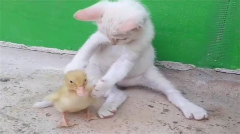 Ducklings And Cats Fighting Over Foodcat Eps 27 Youtube