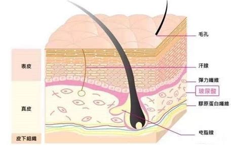 皮肤管理知识——皮肤结构知识扫盲~凤凰网