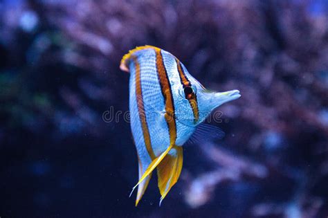 Copper Banded Butterflyfish Chelmon Rostratus Stock Image Image Of