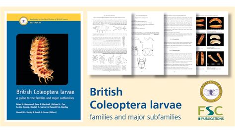 A new identification guide to British beetle larvae | Biodiversity Projects