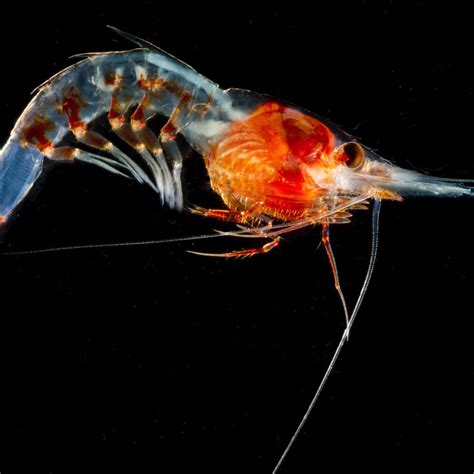 Conservation news on Bioluminescence