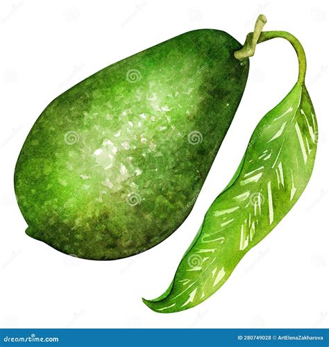 Dibujo De Aguacate Maduro Avocado Verde Frutos Nutritivos Sanos Alimentos Naturales Y Acuarelas