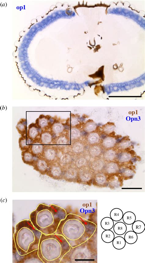 The Expression Pattern Of The Lws Visual Opsin Asop1 And Mosopn3 In