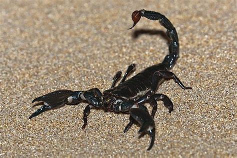 The largest scorpion in the world