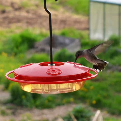 Homemade Hummingbird Food Recipe and the Best Feeder