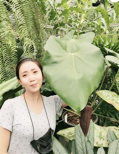 Anthurium Grandifolium