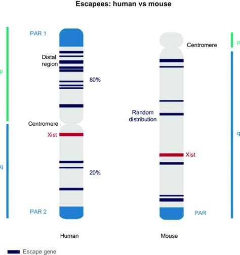 Escape Genes Differences Between Human And Mouse Notes Several