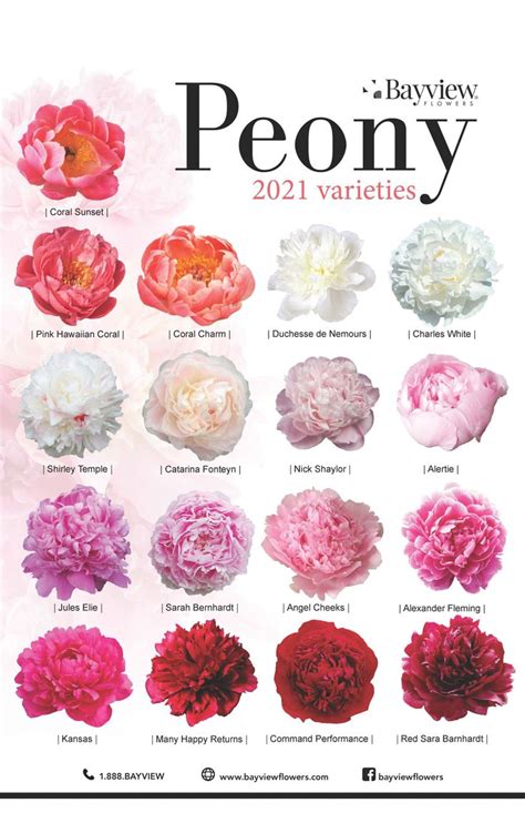 Pin by Rachel Williams on Future Mrs. Ternes | Peonies garden, Cut ...