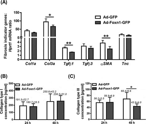 Full Article Wnt Signaling And The Transcription Factor Foxn1