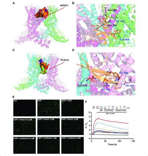 Peptide Protein Docking Analysis And Fluorescent Calcium Measurement