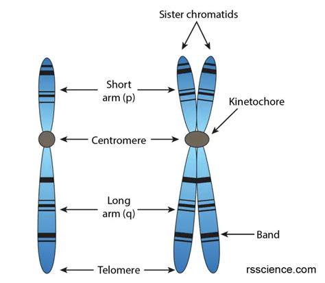 What is a Chromosome? – Function and structure - Rs' Science