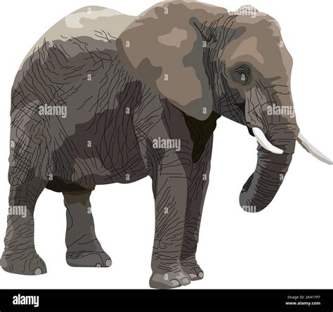 Vector Realistic Illustration Of A Standing African Elephant Front